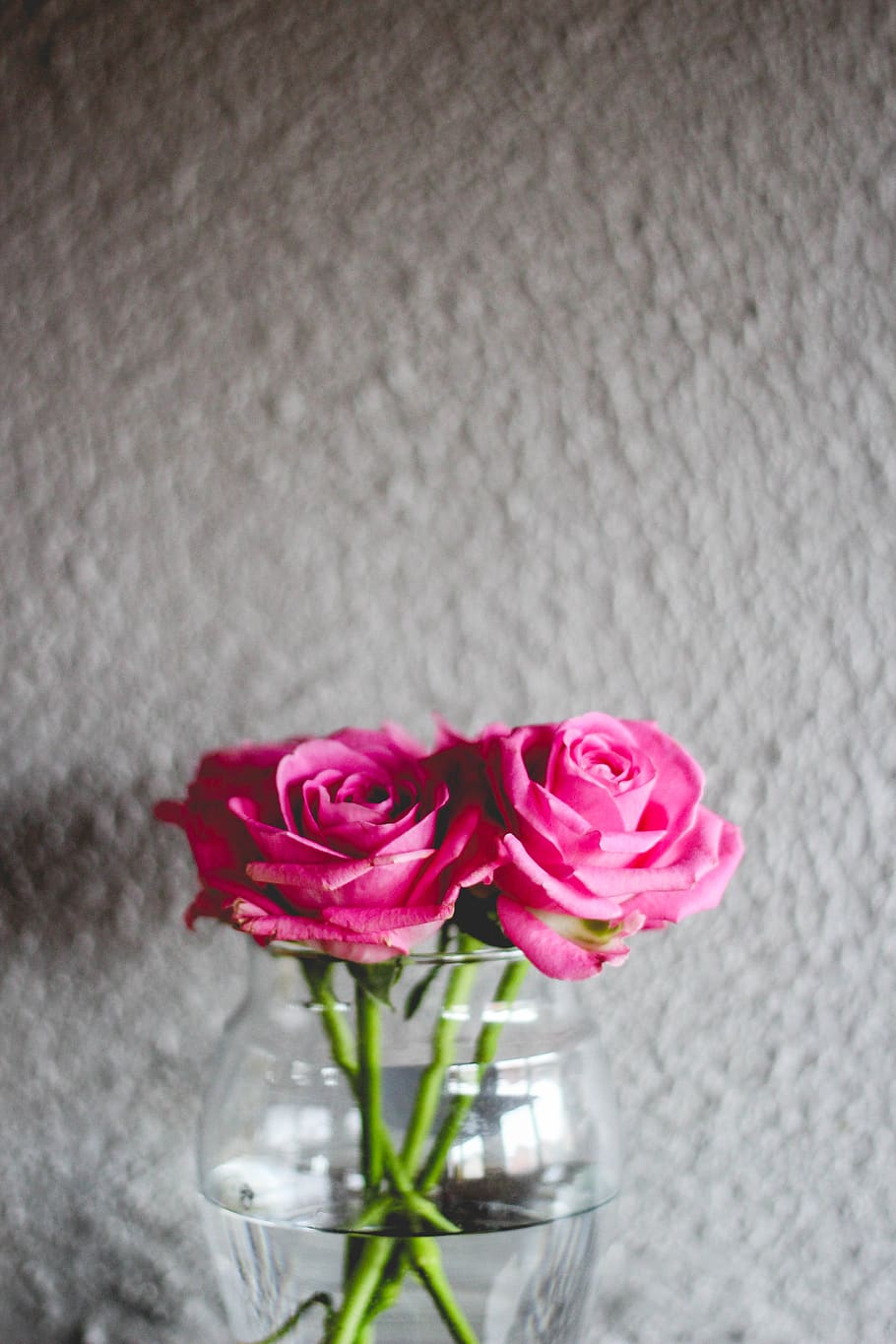 rose, flower, pink, flowering plant, vulnerability, fragility HD wallpaper