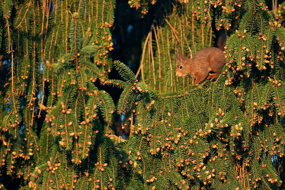 squirrel, tree, spruce-fir, green, nature, wild, wildlife, plant HD wallpaper