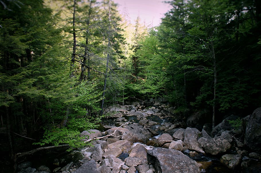 explore, hike, forest, east, nature, trees, plant, land, growth HD wallpaper
