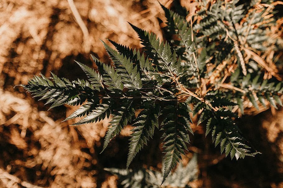 selective focus photo of even pinnate leaf plant, tree, vegetation