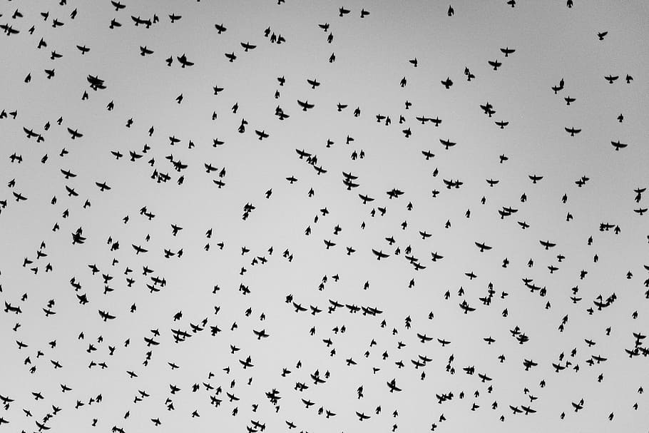 flock of birds flying, sky, murmuration, outdoors, dark, horror