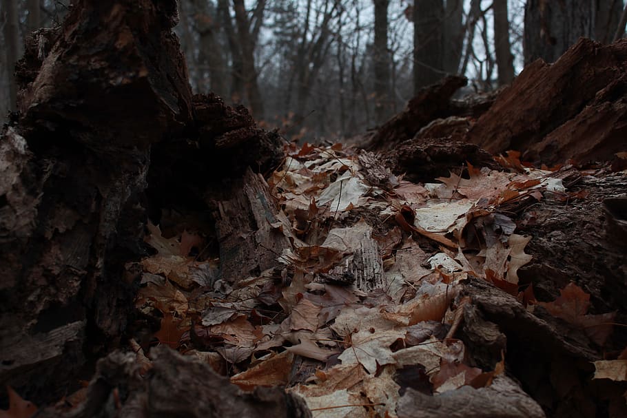 forest, landscape, leaves, coffee, nature, tree, team, autumn, HD wallpaper