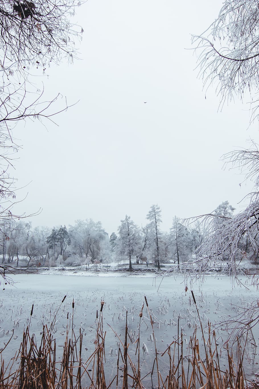 area covered in snow, nature, outdoors, ice, winter, frost, weather HD wallpaper