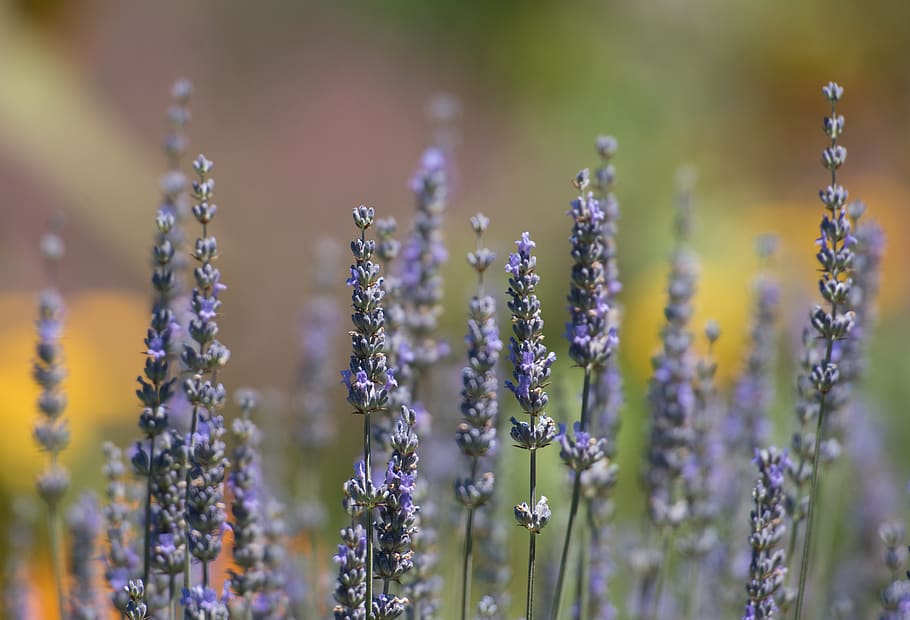 flowers, flowering plant, selective focus, beauty in nature HD wallpaper