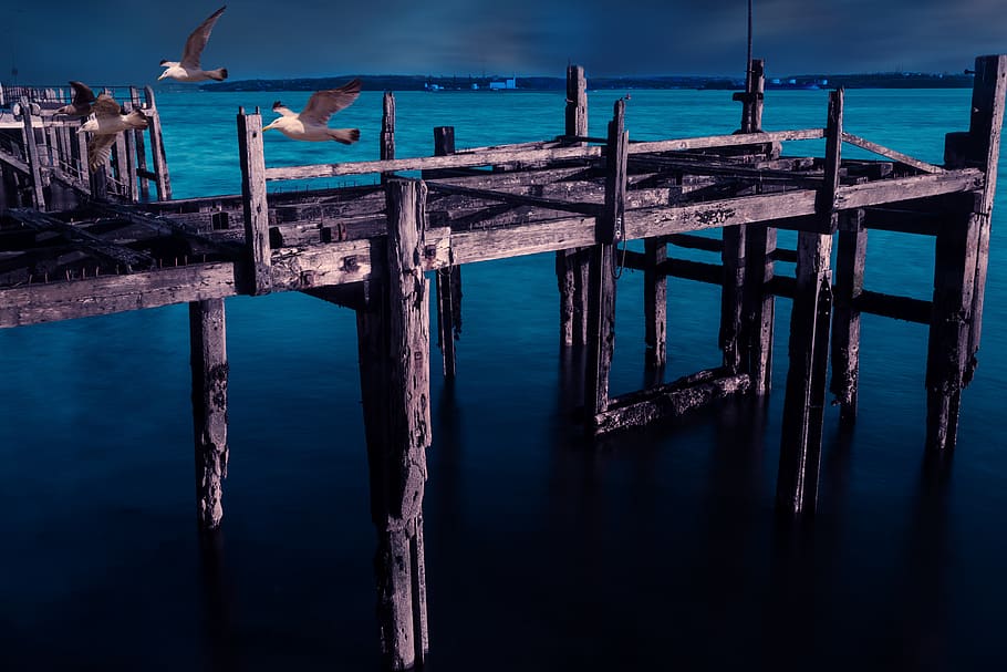 water, waterfront, dock, port, pier, animal, bird, ireland HD wallpaper