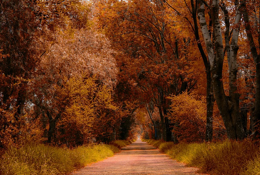 trail, path, hiking, walk, nature, landscape, trees, forest HD wallpaper