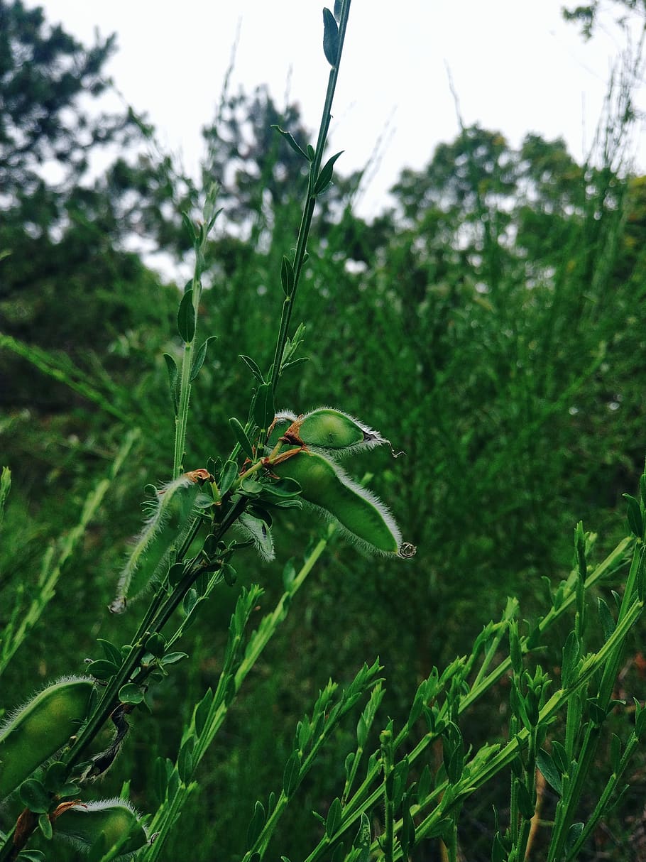 united states, barnstable county, plant, green color, growth HD wallpaper