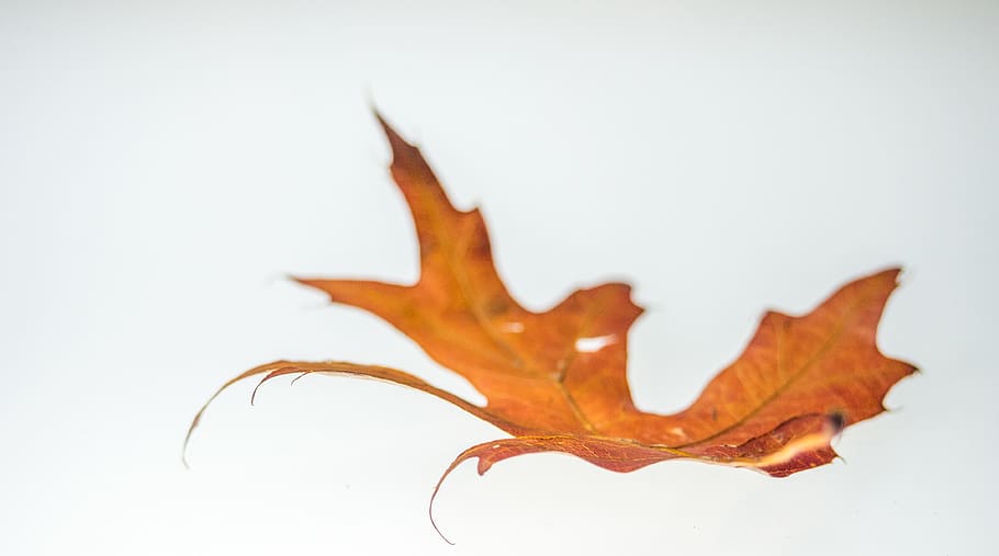 orange leafe, flora, maple leaf, plant, dragon, tree, studio shot HD wallpaper