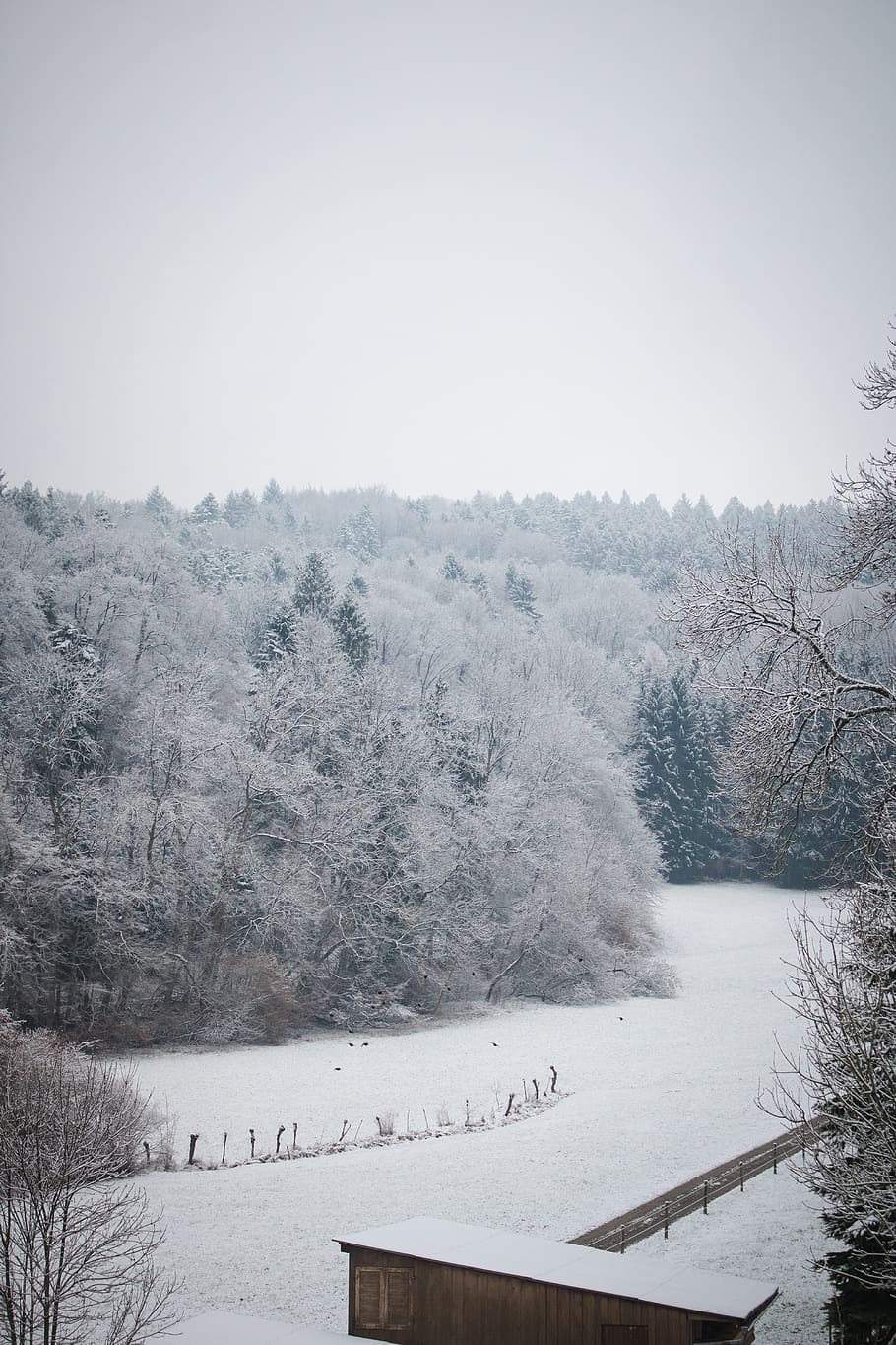 winter, snow, forest, trees, birds, nature, march, vertical shots HD wallpaper