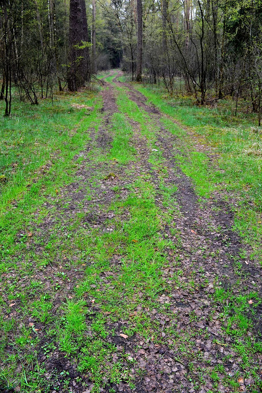 forest, way, tree, the path, nature, alley, poland, green, plant HD wallpaper