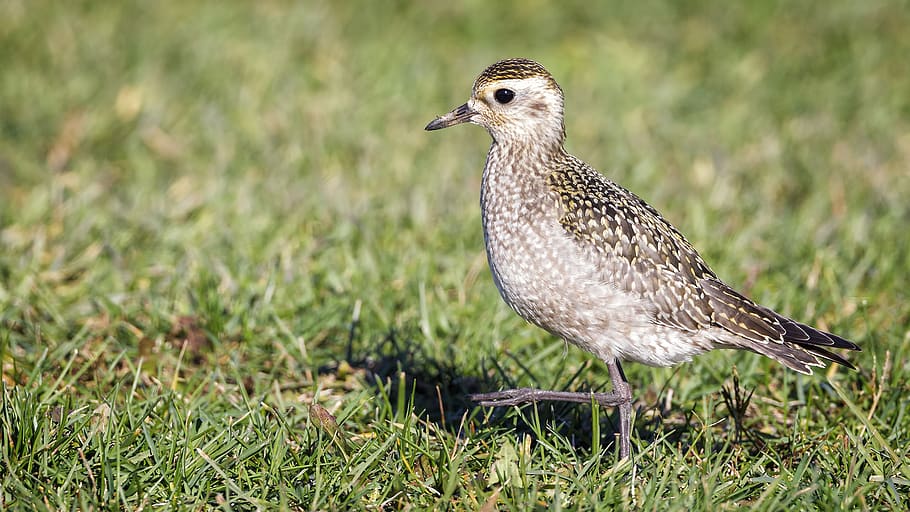 american golden plover, birds, animal themes, animal wildlife HD wallpaper