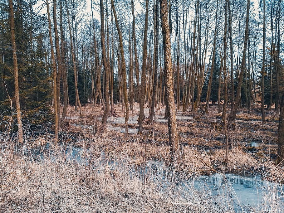 trees, forest, ice, winter, wallpaper, background, landscape HD wallpaper