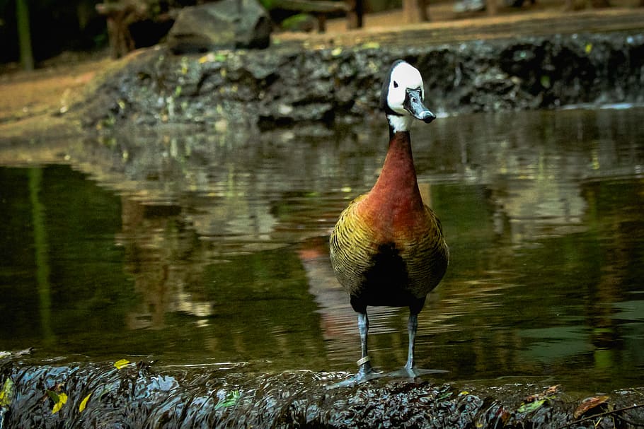 brazil, parque das aves, animal wildlife, animal themes, animals in the wild HD wallpaper