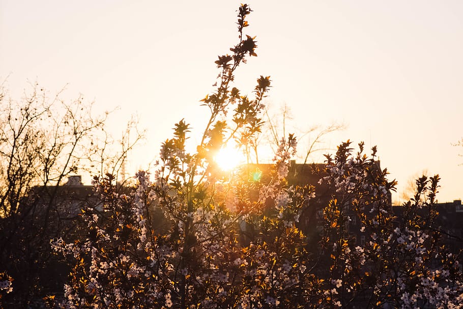 germany, hamburg, neubertstraße, tree, trees, sunset, sky, HD wallpaper
