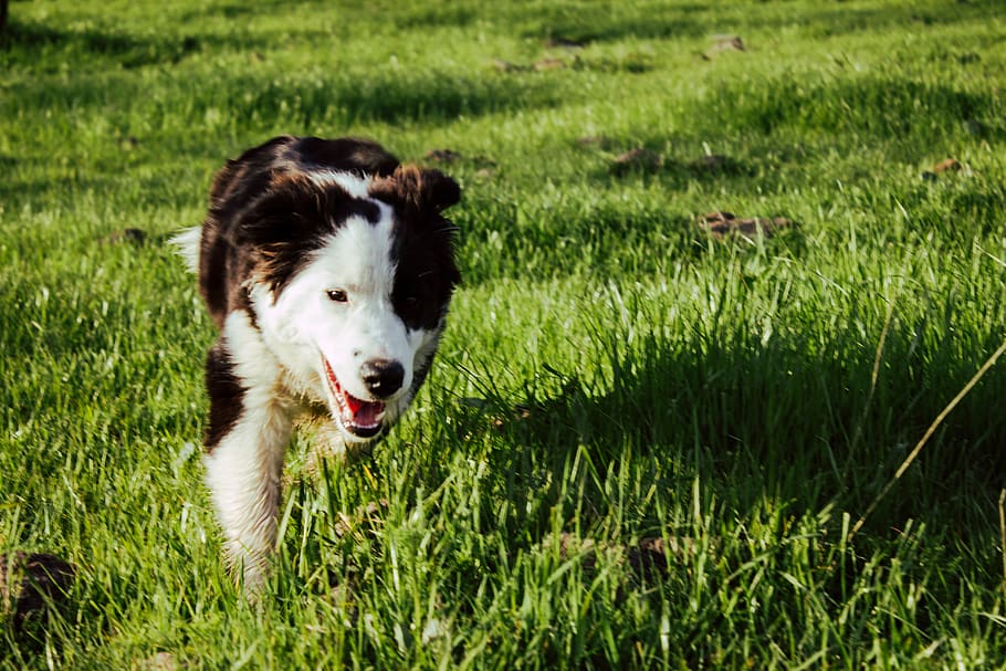 dog, run, green, grass, puppy, colie, domestic, one animal, HD wallpaper