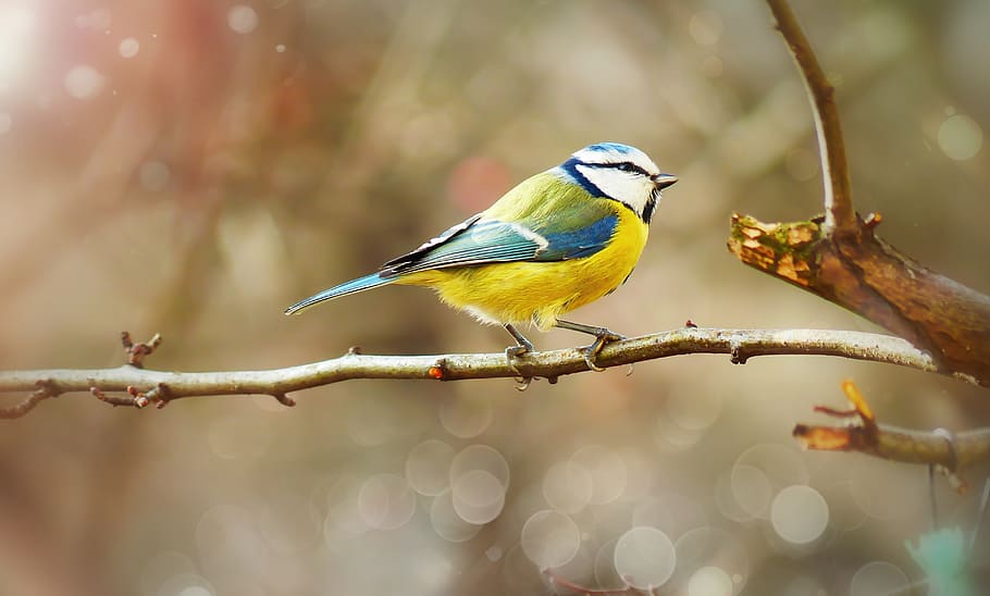 crested tit, bird, small, colored, sprig, bokeh, animals, nature HD wallpaper