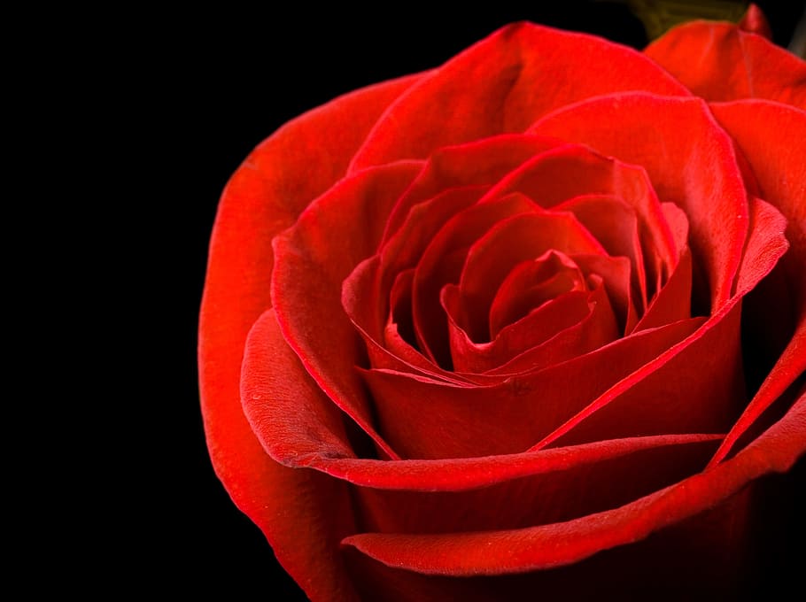 black, rose, red, background, closeup, isolated, nobody, petal HD wallpaper
