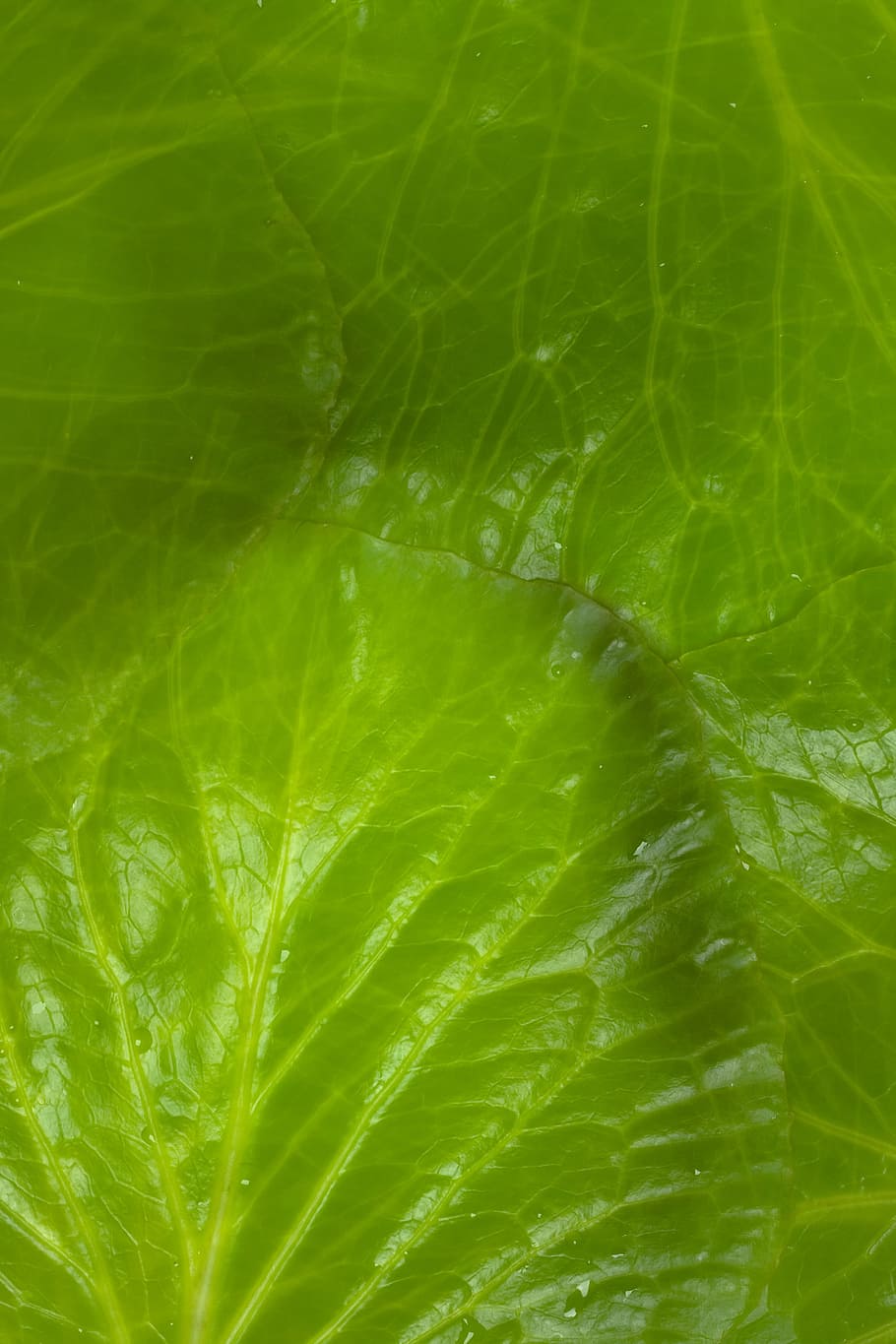 background, botany, flora, floral, flores, foliage, green, growing HD wallpaper