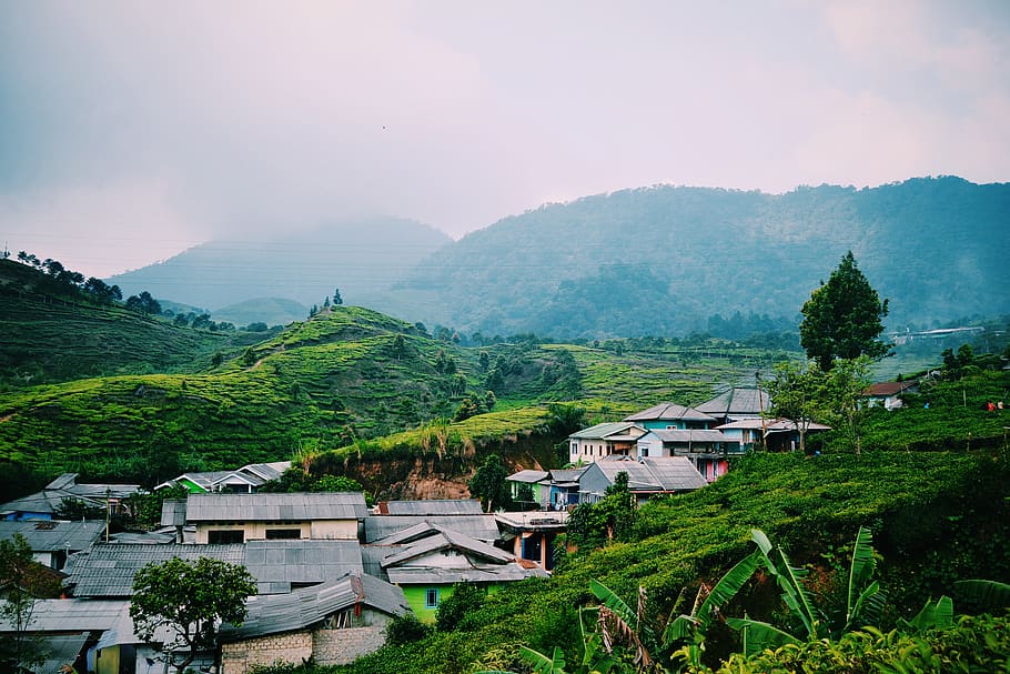 mountain, trees, village, quiet, home, indonesia, bogor, landscape