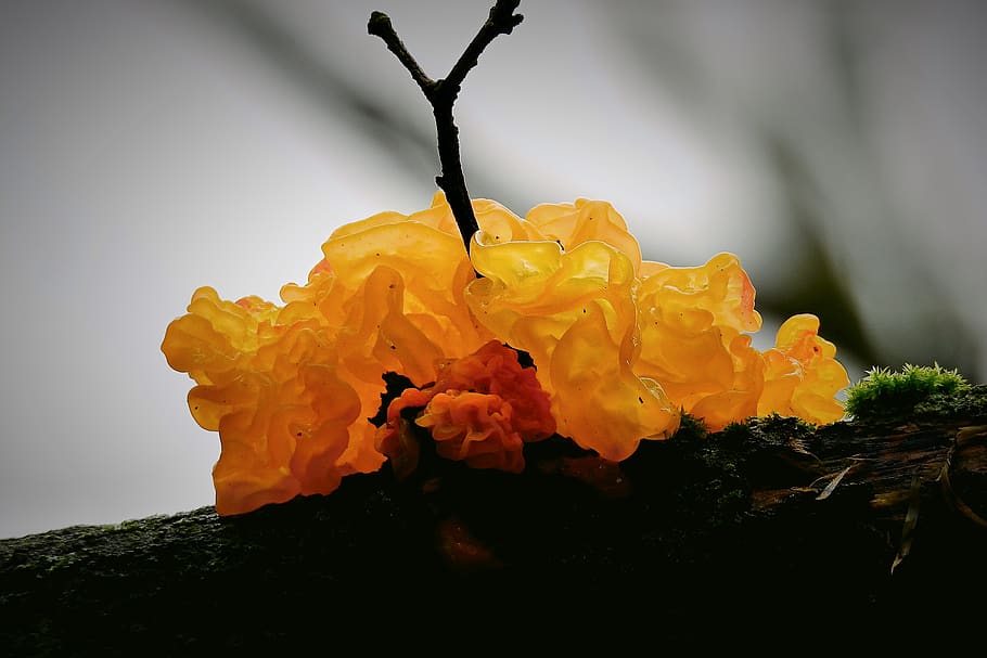 mushroom, tree, forest, figure, nature, trzęsak orange, flower HD wallpaper