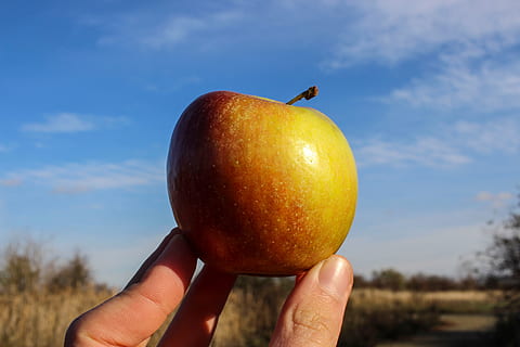 apple, red, hand, delicious, fruit, vitamins, fresh, nature HD wallpaper