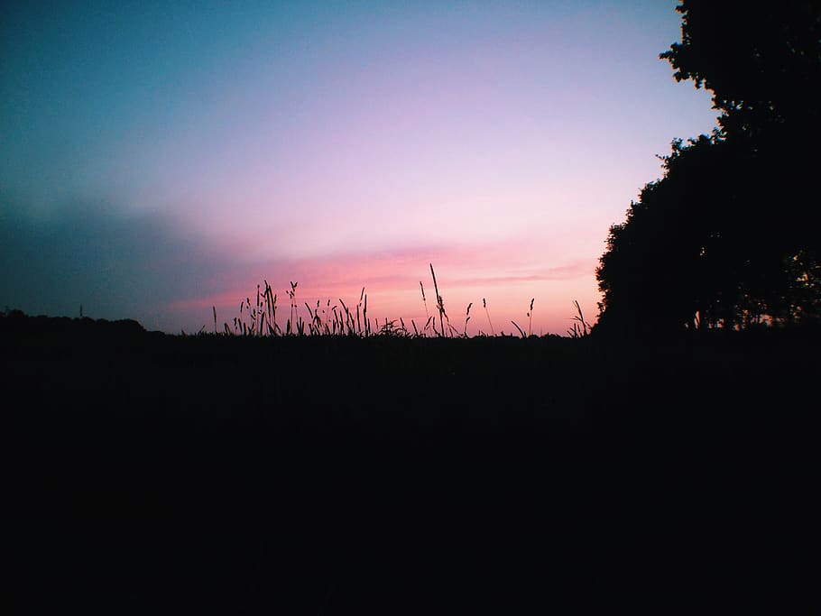 netherlands, westerbork, tree, forest, landscape, iphone, wheat HD wallpaper