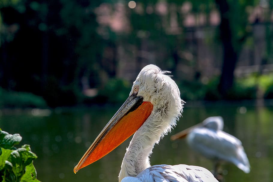 pelikan, bird, animal, bill, water bird, animal world, zoo
