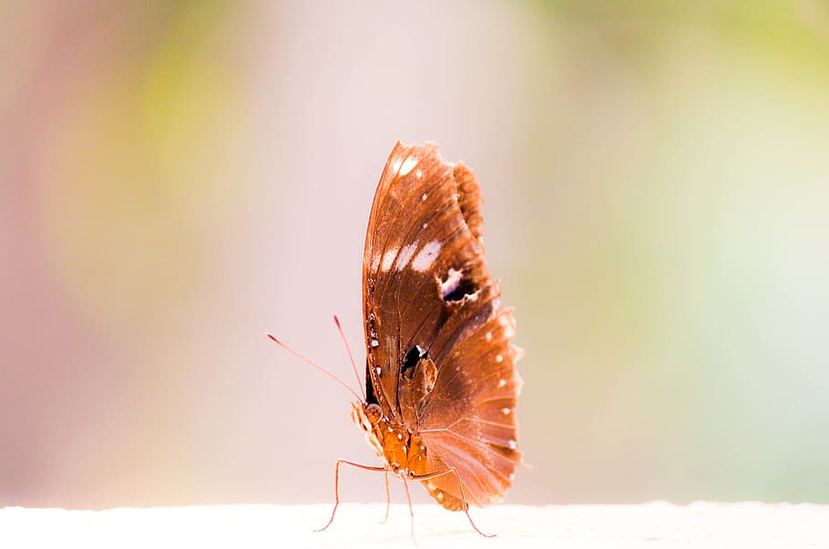 Brown Butterfly, animal, bug, close-up, insect, little, invertebrate HD wallpaper