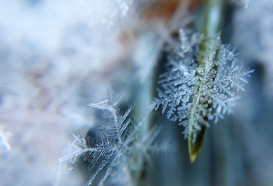 frost, nature, winter, snow, ice, detail, grass, frozen, outdoors HD wallpaper