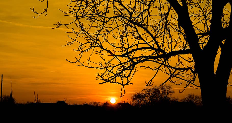 Silhouette Photo of Bare Tree, backlit, branches, color, croatia HD wallpaper