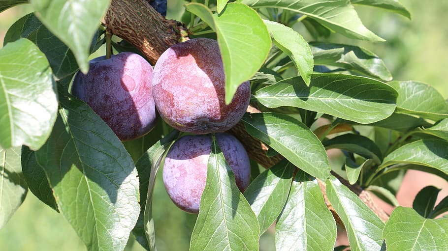 plum, fruit, red plums, leaf, plant part, growth, food and drink HD wallpaper