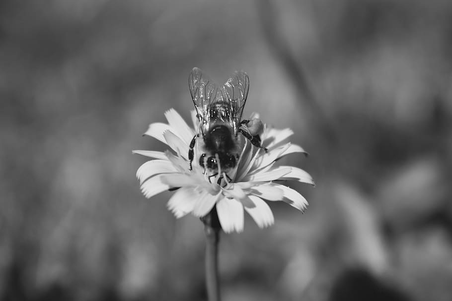 bee, flower, bug, insect, field, summer, work, honeybee, animal themes HD wallpaper