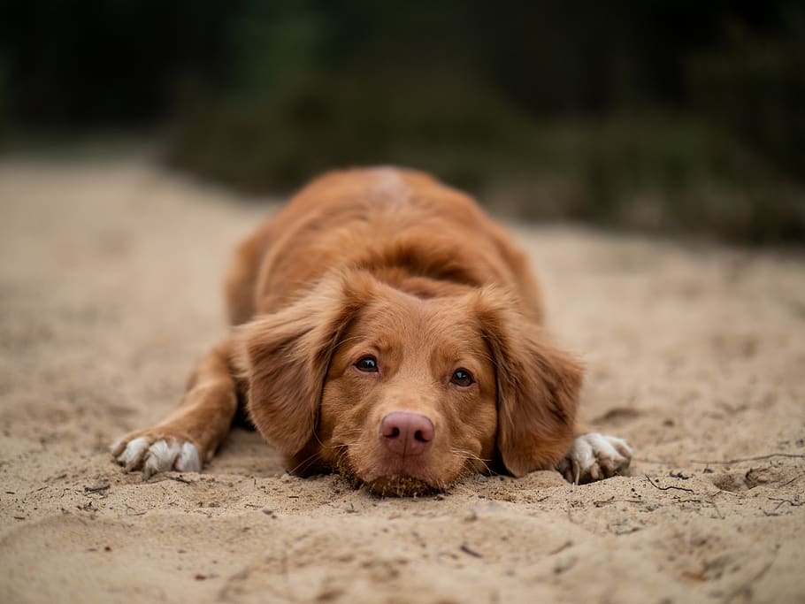 brown dog lying on ground, one animal, canine, animal themes HD wallpaper