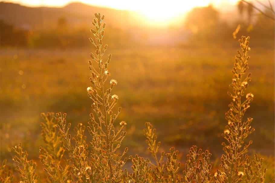 sunset, sun rays, sunshine, plants, field, nature, growth, beauty in nature HD wallpaper