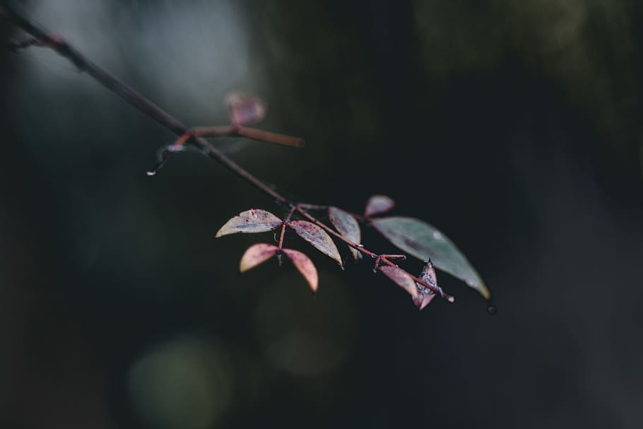 green leafed plants, mantis, invertebrate, insect, animal, tree HD wallpaper