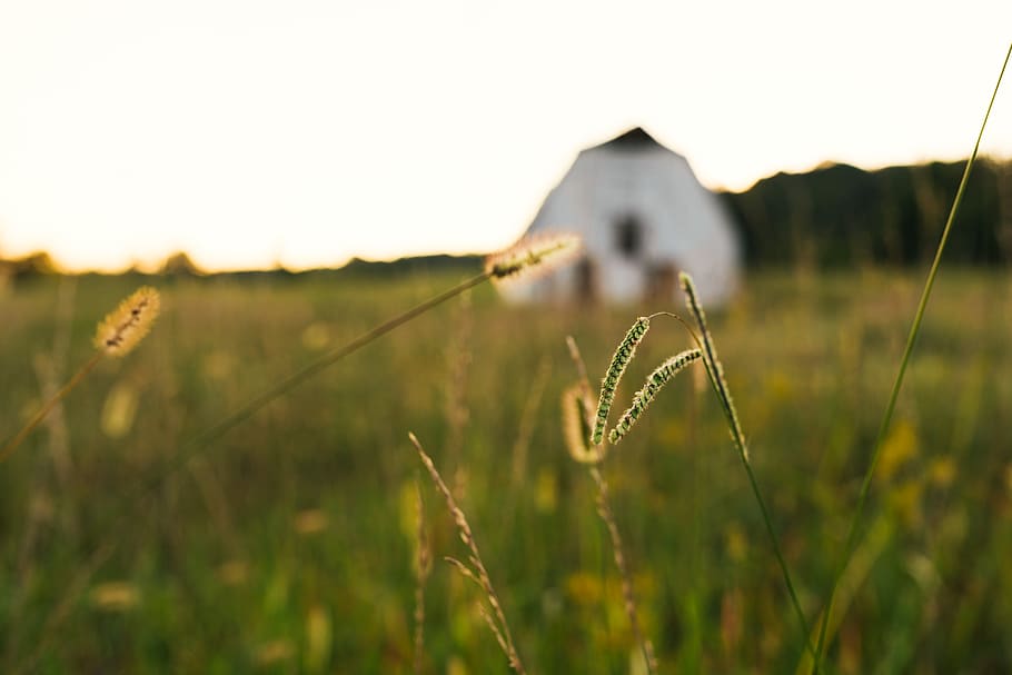 plant, growth, nature, focus on foreground, field, tranquility HD wallpaper