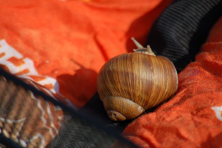 shadows, snail, horns, antennas, close-up, shell, animal wildlife HD wallpaper