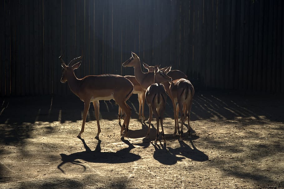 brown deer, wildlife, antelope, animal, mammal, barcelona, impala HD wallpaper