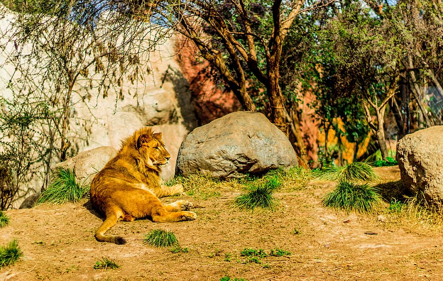 leon, predator, wild, feline, carnivores, animal, safari, mammal HD wallpaper