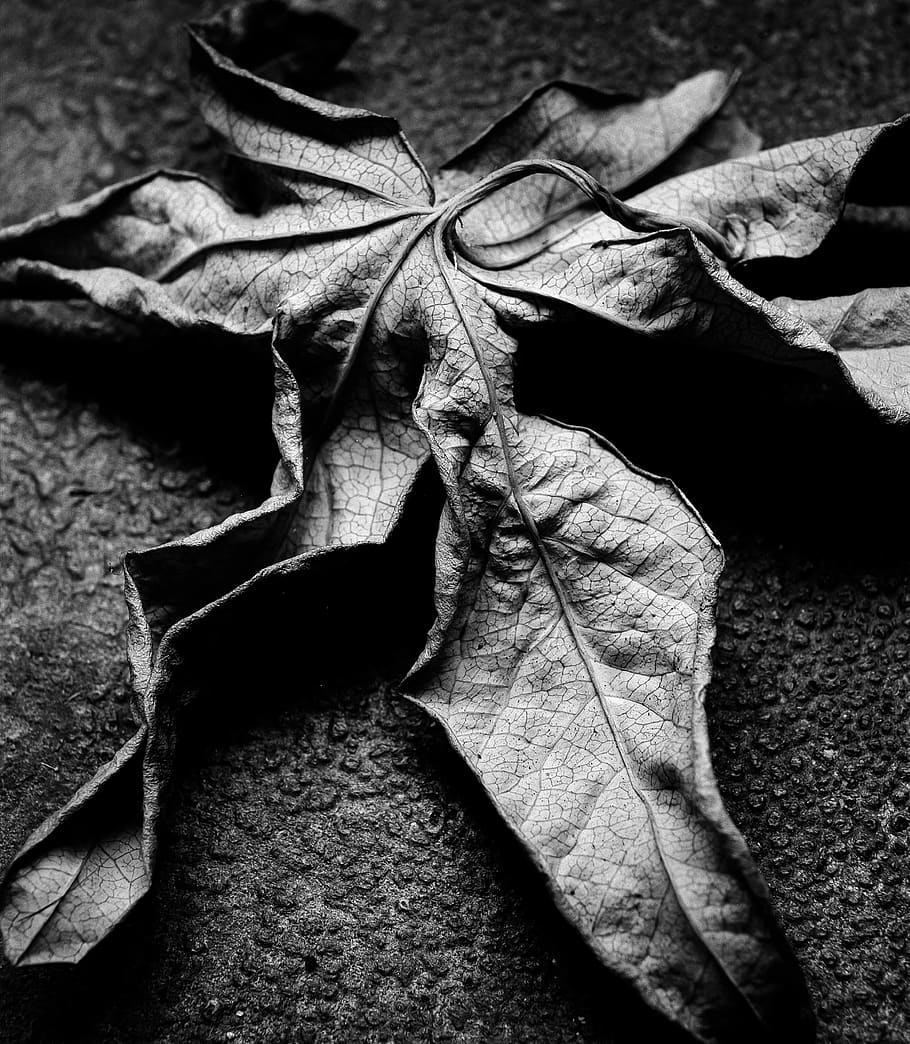 leaf, dry, nature, macro, bandw, plant part, no people, close-up HD wallpaper