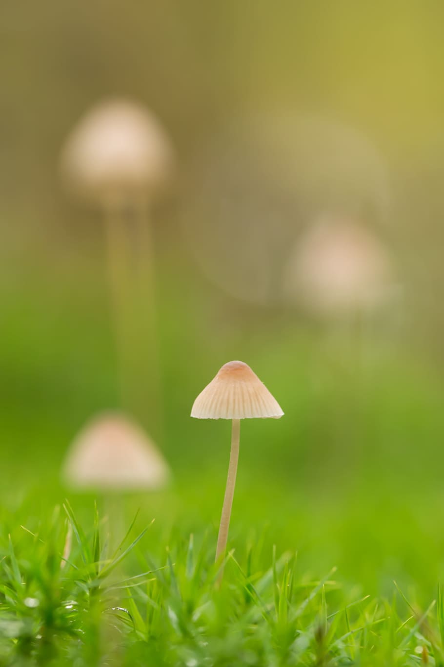 Selective Focus of White Mushroom, blur, bokeh, Boletus, daylight HD wallpaper