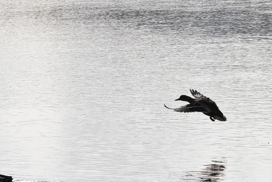 bird, waterfowl, cormorant, eagle, flying, united states, seaside HD wallpaper