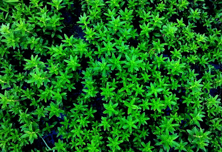 vietnam, growth, green color, plant, leaf, plant part, beauty in nature HD wallpaper