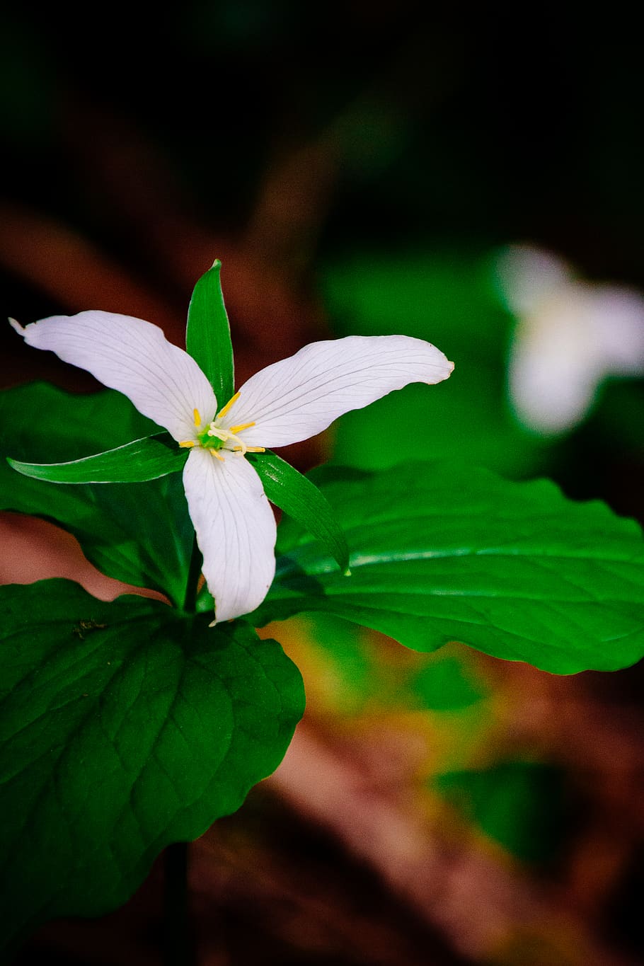white petaled flower, plant, twin rocks, blossom, leaf, pollen HD wallpaper