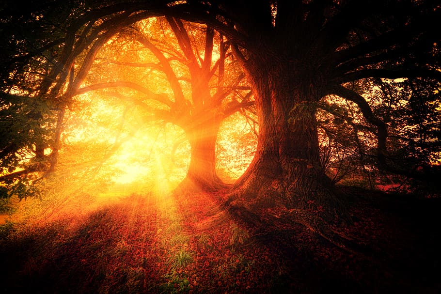 germany, ebersberg, yellow, lightrays, dust, autumn, trees HD wallpaper