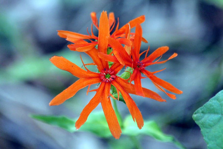dawn, plant, flower, bright, orange, scarlet, red, blue, lychnis cognata HD wallpaper