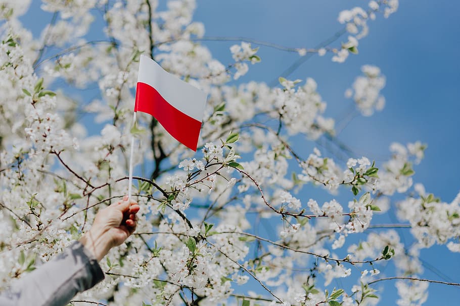 Flag of Poland - Polska Flaga, nature, Europe, tree, polish, national, HD wallpaper