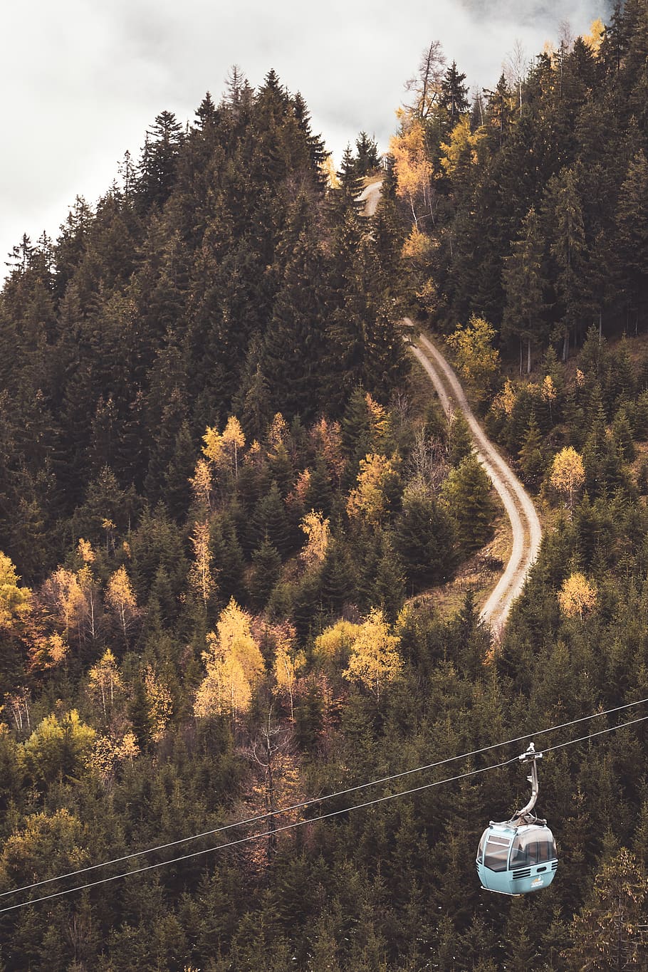 white cable car, plant, tree, conifer, vehicle, transportation HD wallpaper