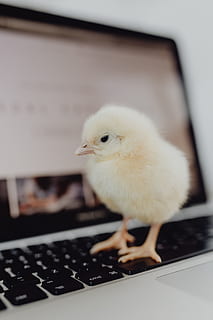 Newborn little chicken and laptop, computer, keyboard, yellow HD wallpaper