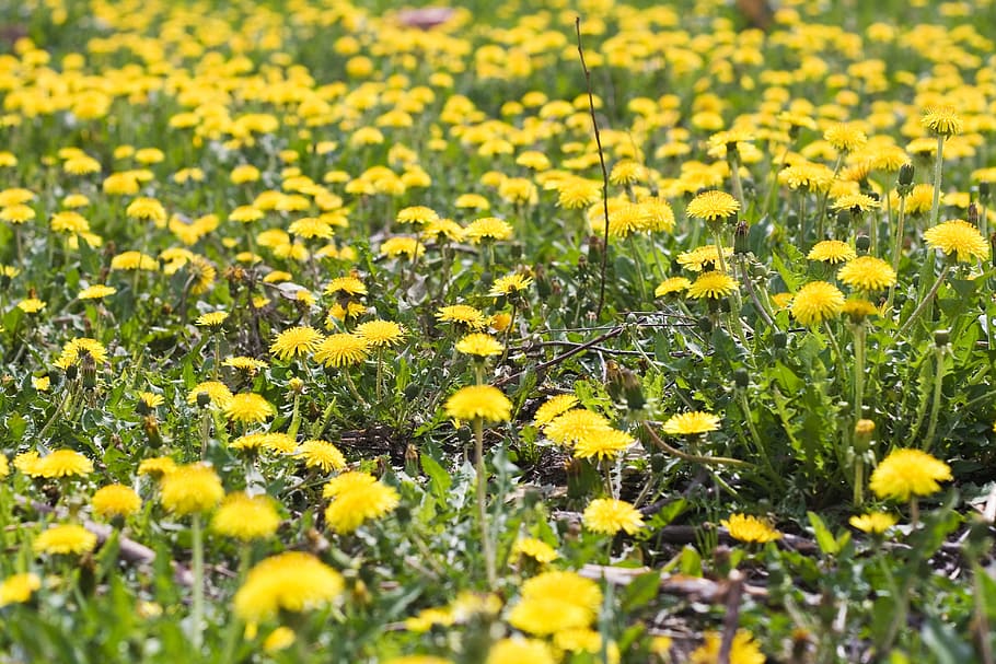 flower, con2011, nature, yellow, flowering plant, field, beauty in nature HD wallpaper